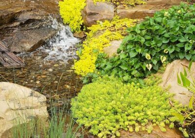 Outdoor Pondless Waterfall and Aquatic Plants